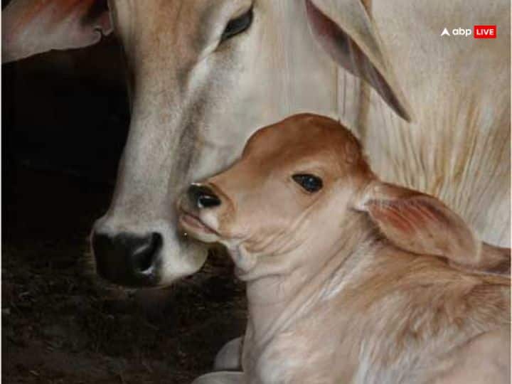 धन-धान्य बना रहे, मां लक्ष्मी की कृपा आप पर हमेशा बरसती रहे उसके लिए शुक्रवार के दिन गाय को सुबह-सुबह रोटी खिलाएं.