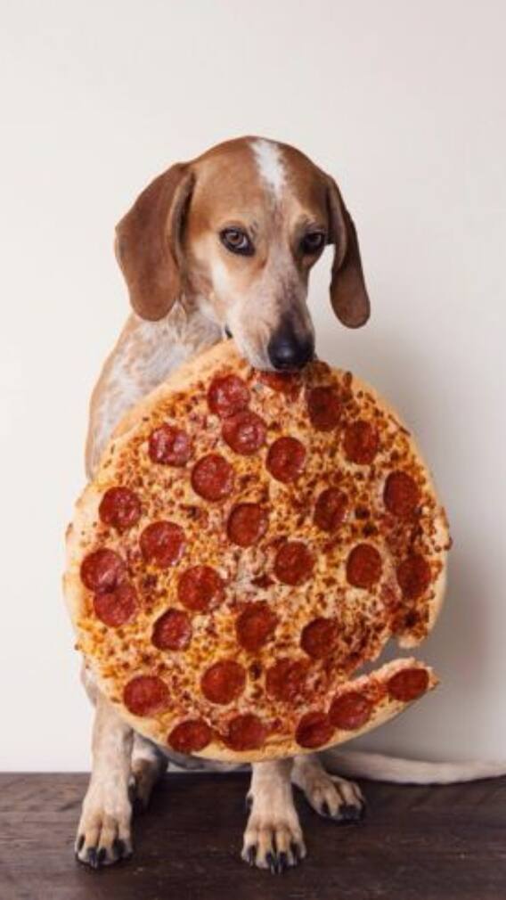 9 Foods You Should Never Feed Your Pets And Their Safe Alternatives