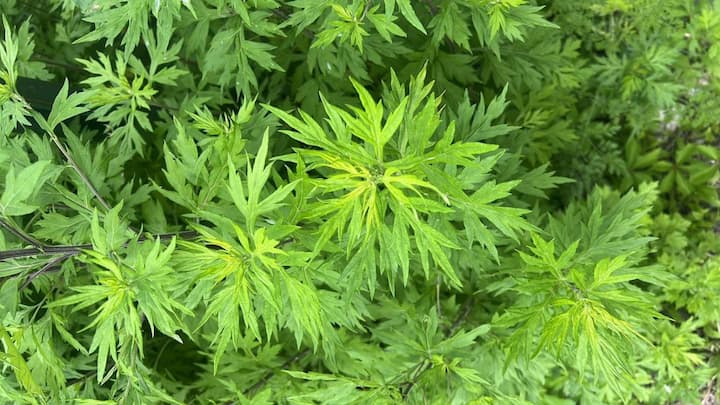 3. Mugwort: Mugwort has anti inflammatory and soothing properties. It help in calming irritated skin, reducing redness, and providing hydration. It's an ideal skincare ingredient for sensitive and acne prone skin. (Image Source: Pinterest/etsy)