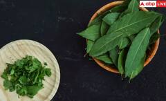 ਕੜੀ ਪੱਤਾ ਖਾਣ ਨਾਲ ਕੰਟਰੋਲ 'ਚ ਰਹਿੰਦਾ ਬਲੱਡ ਸ਼ੂਗਰ ਲੈਵਲ ? ਜਾਣੋ ਹੋਰ ਕੀ ਮਿਲਦੇ ਨੇ ਫਾਇਦੇ