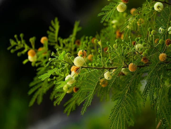 भारत में बबूल (Acacia) को किसानों का दुश्मन माना जाता है। यह वनस्पति आमतौर पर कई कृषि भूमि में परेशानियां पैदा करती है और इसके कारण कृषि उत्पादन पर नकारात्मक असर पड़ता है. बबूल के पौधों की विशेषताएं और यह किसानों के लिए क्यों एक चुनौती बन गए हैं, इस बारे में जानना जरूरी है.
