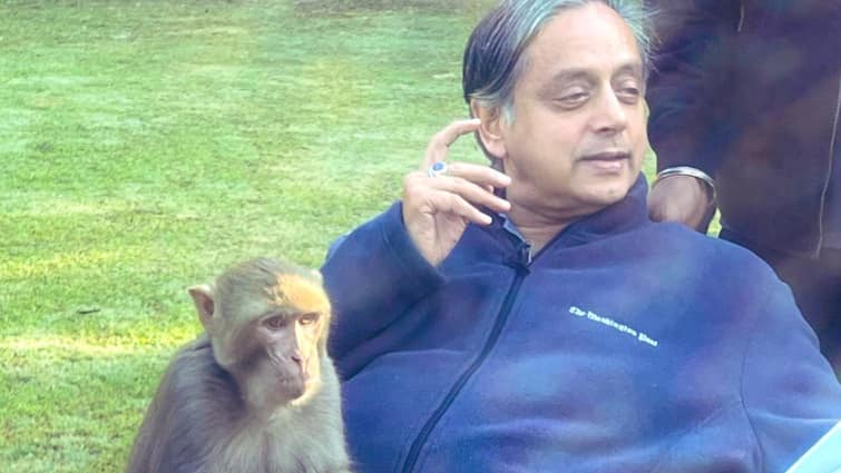 Shashi Tharoor Shares Heartwarming Encounter With Monkey, Calls It An 'Extraordinary Experience'