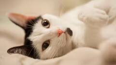 Trending: પોતાની જ બિલાડીને કાચીને કાચી ખાઇ ગઇ મહિલા, હેવાનિયતની હદ પાર...