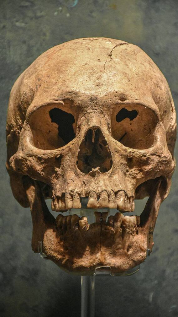 बड़ा सिर, तेज दिमाग... इंसानों की इस नई प्रजाति के बारे में वैज्ञानिकों ने बताई दिलचस्प बातें