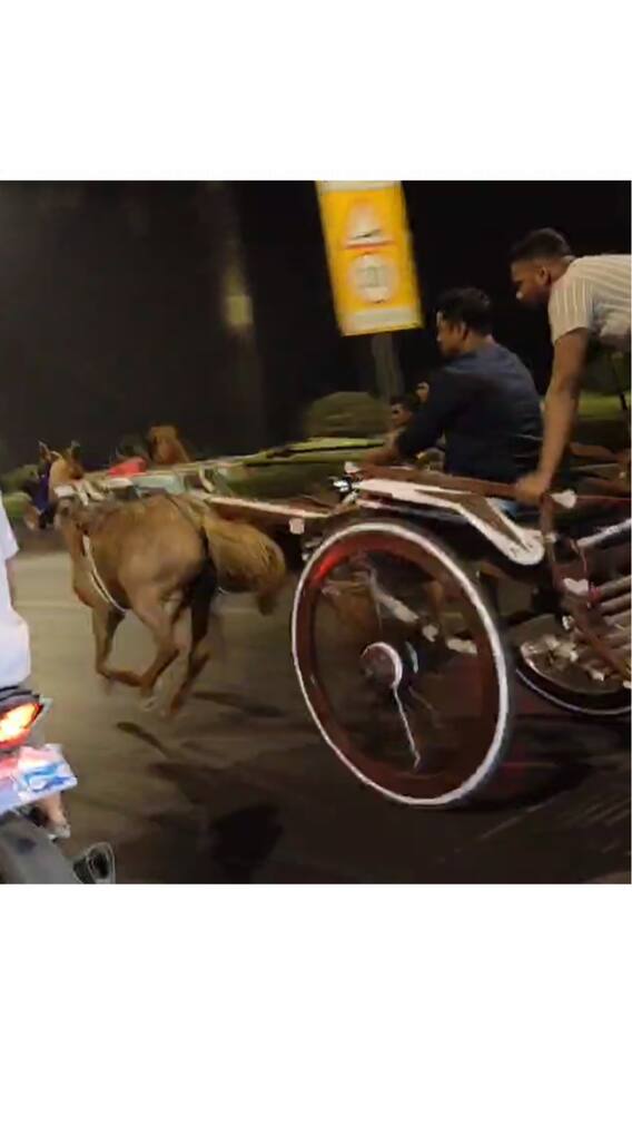 मुंबईच्या रस्त्यावर घोडागाडी रेसिंग, जीवघेणा खेळ कॅमेऱ्यात कैद
