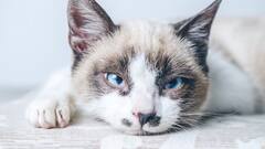 अपनी ही बिल्ली को कच्चा चबा गई महिला, हैवानियत की हद देखकर कांप उठेगी रूह