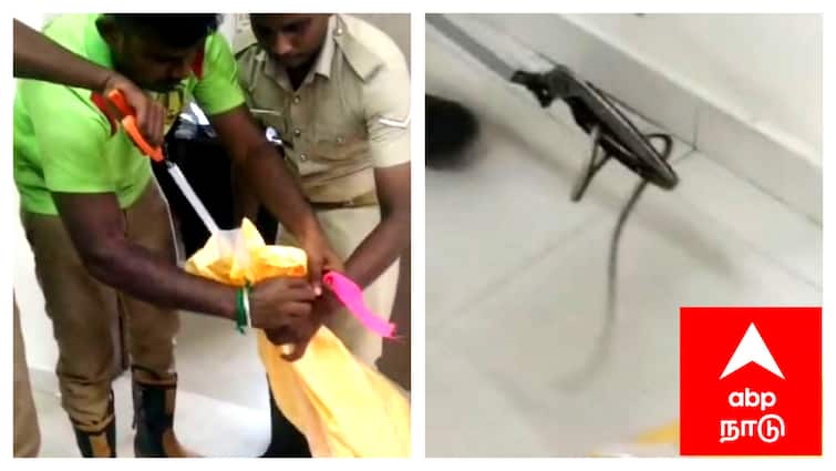 Snake entered the Mayiladuthurai Combined Court complex - TNN ‘கனம் நீதிபதி அவர்களே’ - நீதிமன்றத்திற்குள் புகுந்த கொம்பேறி மூக்கன்; பதறிபோன நீதிபதி