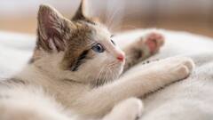 अपनी ही बिल्ली को कच्चा चबा गई महिला, हैवानियत की हद देखकर कांप उठेगी रूह