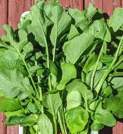 Radish Leaves: ਮੂਲੀ ਦੇ ਪੱਤਿਆਂ ਦੇ ਅਨੇਕਾਂ ਹੀ ਫਾਇਦੇ, ਹਾਜ਼ਮਾ ਰਹੇਗਾ ਦਰੁਸਤ ਤੇ BP ਵੀ ਰਹੇਗਾ ਕੰਟਰੋਲ