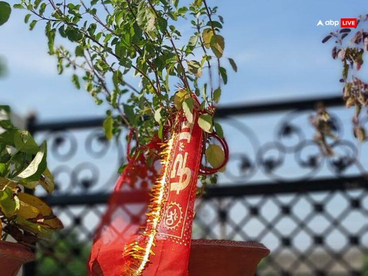 धन की देवी मां लक्ष्मी जी की कृपा अगर प्राप्त करना चाहते हैं तो रोज सुबह उठने और नहाने के बाद तुलसी पूजन करें.हिन्दू धर्म में तुलसी को बहुत ही पवित्र माना गया है. तुलसी जी को जल चढ़ाएं और आशीर्वाद लेंय