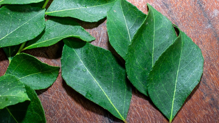 5. Curry Leaves: Curry leaves add a distinct aroma and flavour to the South Indian dishes. They enhance dishes like curries, sambar, and chutneys with their refreshing, earthy taste. (Image Source: Canva)