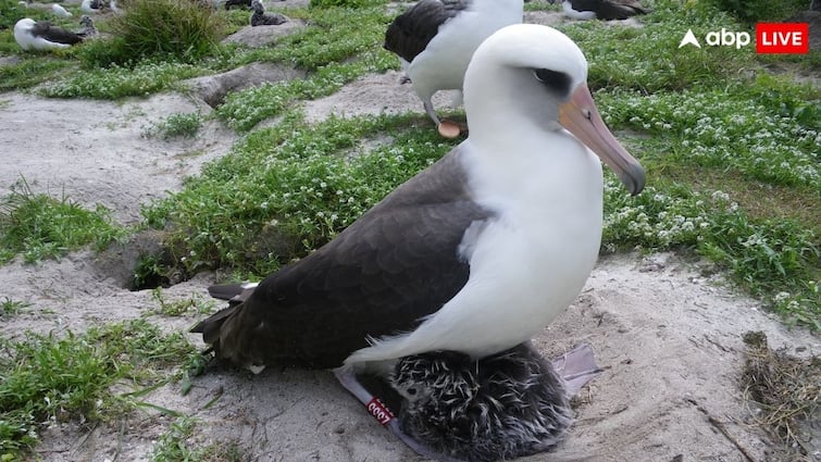 worlds oldest wisdom albatross bird lays egg was found in 1954 read the full story दुनिया की सबसे बूढ़ी चिड़िया ने दिया अंडा, इतने साल पहले हुई थी इसकी पहचान