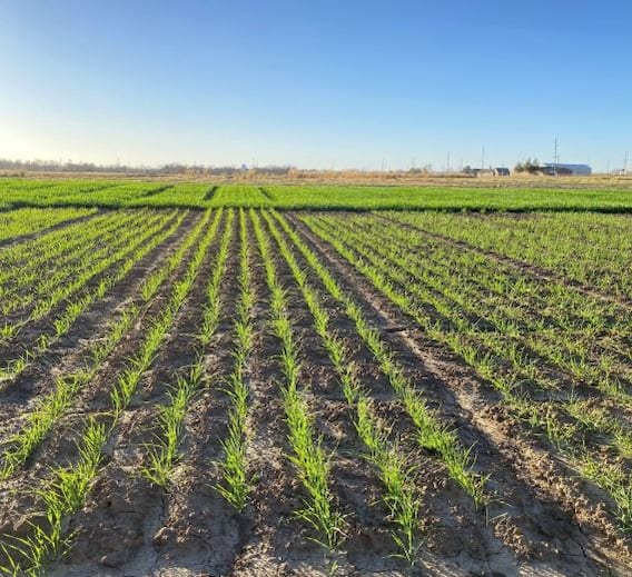 ਕਣਕ ਦੀ ਫ਼ਸਲ 'ਤੇ ਤਣੇ ਦੀ ਗੁਲਾਬੀ ਸੁੰਡੀ ਦਾ ਹਮਲਾ