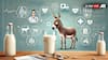 Baba Ramdev Says Donkey Milk Is 'Supertonic' And 'Super-Cosmetic', Here's What Doctors Say