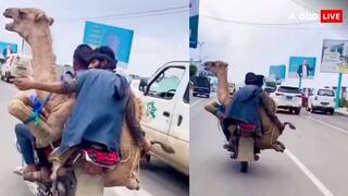 ऊंट को बाइक पर बिठाकर ट्रिपलिंग करते नजर आए लड़के, वायरल वीडियो देख नहीं होगा आपको यकीन