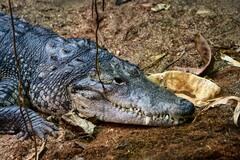 आखिर क्यों सोने के लिए मशहूर है मगरमच्छ, कितने घंटे की नींद लेता है यह जानवर?