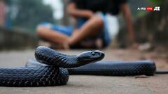 पांच साल में सांप ने 11 बार युवती को डसा, देवी दर्शन और कन्या भोज कराने के बाद भी नहीं छोड़ा पीछा