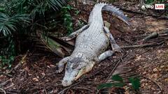 आखिर क्यों सोने के लिए मशहूर है मगरमच्छ, कितने घंटे की नींद लेता है यह जानवर?