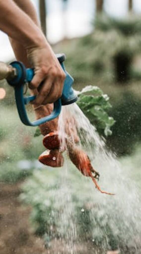 केमिकल फार्मिंग से सब्जियों पर क्या पड़ता है असर?