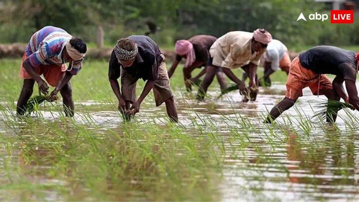 PM Kisan Yojana: किसानों को योजना में कुछ काम करवाने बहुत जरूरी हैं. अगर यह काम पूरे नहीं करवाए गए तो आपकी अगली किस्त अटक सकती है. जानें कौनसे हैं यह काम.