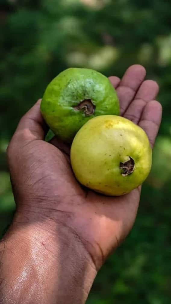 શિયાળામાં શેકેલું જામફળ ખાવાના અદભૂત ઔષધીય ફાયદા!