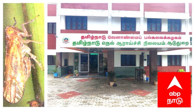 Mayiladuthurai delta agricultural crops attack in pugayan Insects tnn மழை பாதிப்புகளை தொடர்ந்து அடுத்த பிரச்சினையில் விவசாயிகள் - தப்பிக்க வழி சொல்லும் வேளாண் அதிகாரிகள்