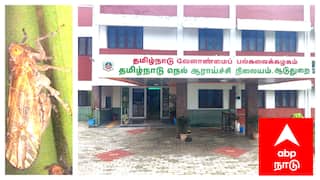 மழை பாதிப்புகளை தொடர்ந்து அடுத்த பிரச்சினையில் விவசாயிகள் - தப்பிக்க வழி சொல்லும் வேளாண் அதிகாரிகள்