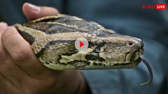 छत तोड़कर अचानक घर में बैठे शख्स पर आ गिरा अजगर, सहम गए देखने वाले, वायरल हो रहा वीडियो