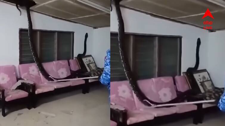 Viral video of 80 kilo-python crashes through home’s ceiling Viral Video: ছাদ ভেঙে ঘরে ঢুকল দানবাকৃতি সাপ! আতঙ্কে চিৎকার! ভয়ঙ্কর সেই ভিডিও ভাইরাল