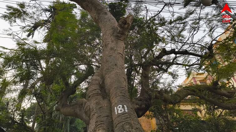 Hooghly News Chandannagar municipality to provide identity for century old several trees qr code scan option will be available soon Chandannagar News: শহরের বিবর্তনের ইতিহাসের সাক্ষী, শতাব্দী-প্রাচীন শতাধিক গাছের পরিচয়পত্র তৈরি হচ্ছে চন্দনগরে; থাকছে QR কোড