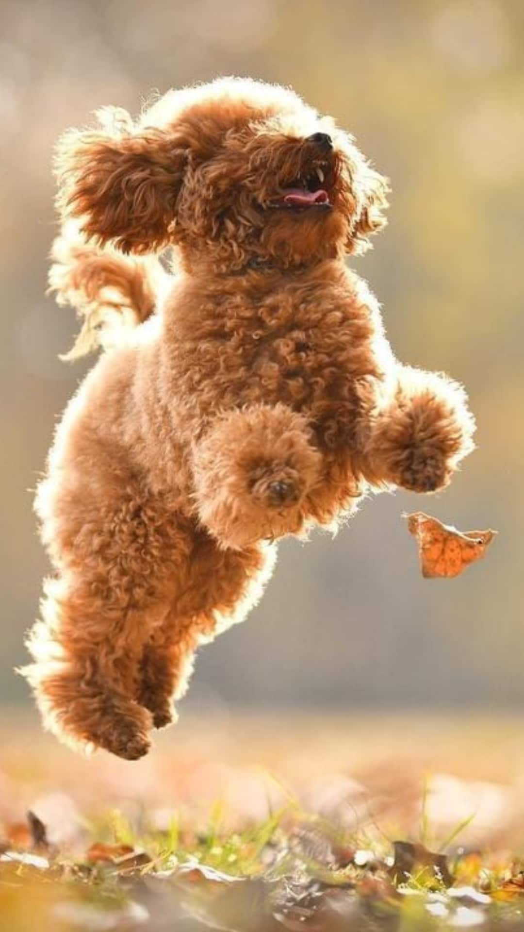 Hot easy maintenance small dogs Free Shipping Black Friday