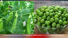 ਹਰੇ ਮਟਰ ਖਾਣ ਨਾਲ ਹੁੰਦੇ ਇਹ ਨੁਕਸਾਨ..ਸਿਹਤ ਨੂੰ ਪਹੁੰਚਦੇ ਇਹ ਨੁਕਸਾਨ