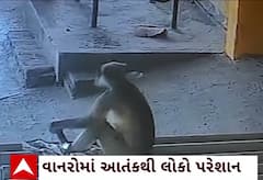 Chhota Udepur News: નસવાડીમાં કપિરાજનો આતંક, દુકાનમાં ઘૂસી જઈ હુમલો કરતા મચી દોડભાગ