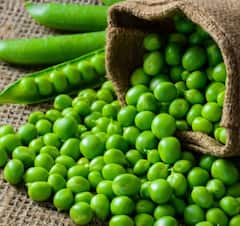 ਹਰੇ ਮਟਰ ਖਾਣ ਨਾਲ ਹੁੰਦੇ ਇਹ ਨੁਕਸਾਨ..ਸਿਹਤ ਨੂੰ ਪਹੁੰਚਦੇ ਇਹ ਨੁਕਸਾਨ