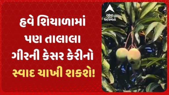Talala Kesar Mango | હવે શિયાળામાં પણ તાલાલા ગીરની કેસર કેરીનો સ્વાદ ચાખી શકશે!