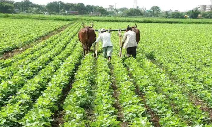 ਪਰ ਕਿਸਾਨਾਂ ਲਈ ਇਸ ਸਕੀਮ ਤਹਿਤ ਕੁਝ ਕੰਮ ਕਰਵਾਉਣਾ ਬਹੁਤ ਜ਼ਰੂਰੀ ਹੈ। ਜੇਕਰ ਇਹ ਕੰਮ ਪੂਰੇ ਨਾ ਹੋਏ ਤਾਂ ਤੁਹਾਡੀ ਅਗਲੀ ਕਿਸ਼ਤ ਅਟਕ ਸਕਦੀ ਹੈ। ਤੁਹਾਨੂੰ ਦੱਸ ਦੇਈਏ ਕਿ ਕਿਸਾਨ ਯੋਜਨਾ ਤਹਿਤ ਹੁਣ ਕਿਸਾਨਾਂ ਲਈ ਕਿਸਾਨ ਰਜਿਸਟ੍ਰੇਸ਼ਨ ਕਰਵਾਉਣੀ ਜ਼ਰੂਰੀ ਹੋ ਗਈ ਹੈ।