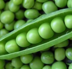 ਹਰੇ ਮਟਰ ਖਾਣ ਨਾਲ ਹੁੰਦੇ ਇਹ ਨੁਕਸਾਨ..ਸਿਹਤ ਨੂੰ ਪਹੁੰਚਦੇ ਇਹ ਨੁਕਸਾਨ