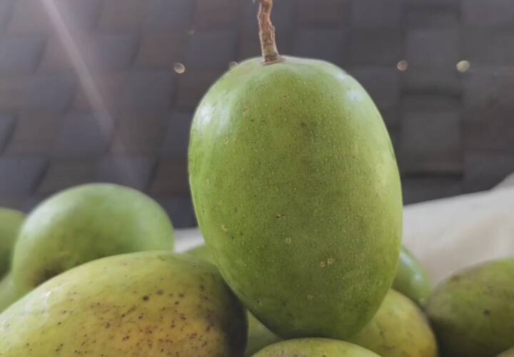 સામાન્ય રીતે કેરીનો પાક ઉનાળાની સીઝનમાં થતો હોય છે પરંતુ તાલાલા ગીરના ઉદયભાઈ કોડિયાતર નામના ખેડૂતે કેસર કેરીનો 30 વીઘાનો બગીચો ધરાવે છે જેના બગીચાઓમાં ચોમાસા દરમિયાન અનેક આંબા પર કેસર કેરીનું ફ્લાવરિંગ થયું અને હવે તેમાં મોટી કેરી જોવા મળતા ખેડૂત પણ ચોંકી ગયા છે.