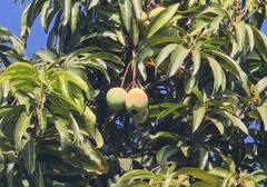 શિયાળાની ઠંડીમાં તાલાલામાં આંબા પર કેરી આવતા ખેડૂત પણ ચોંકી ગયા