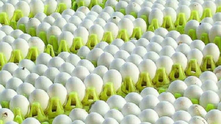 Egg price hike Egg export version due to Qatar new export policy tnn Egg Price Hike: முட்டை விலை அதிரடி உயர்வு... கத்தாரால் வியாபாரிகள் கவலை
