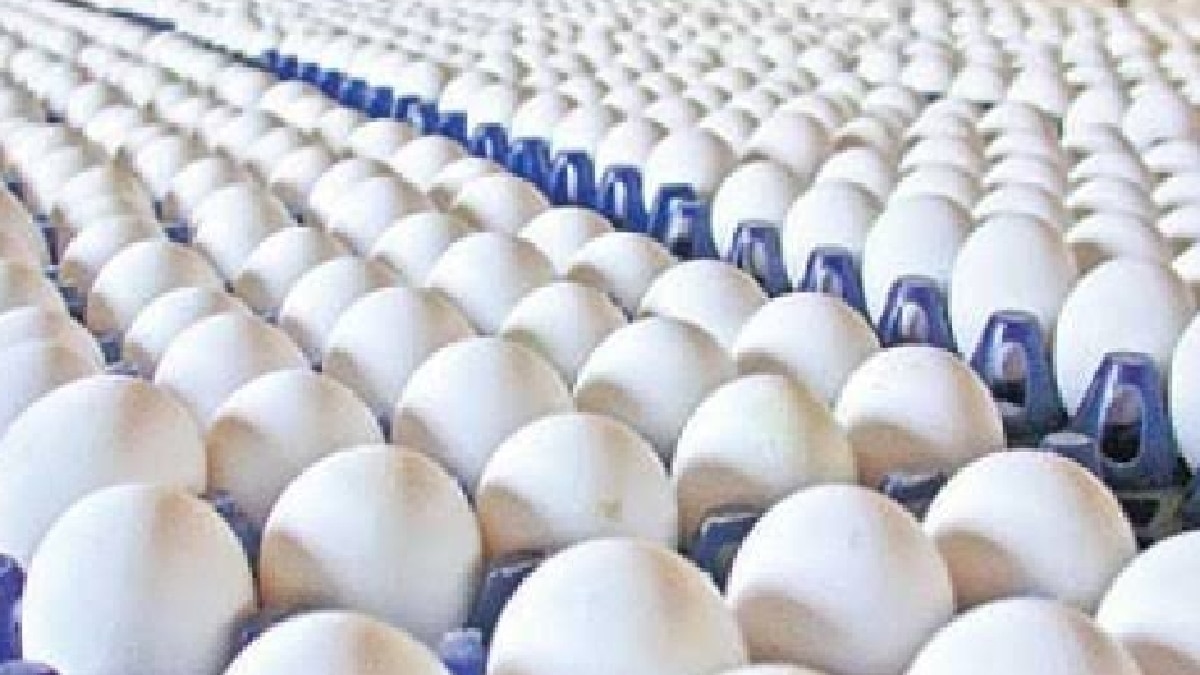 Egg Price Hike: முட்டை விலை அதிரடி உயர்வு... கத்தாரால் வியாபாரிகள் கவலை