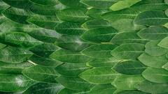 Bay Leaf Benefits:  या पानाचा उपयोग करून अनेक रोग बरे होतात, जाणून घ्या!