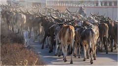 फगवाड़ा के गौशाला में एक दिन में 20 गायों की मौत से हिंदू संगठन में रोष, बंद का आह्वान