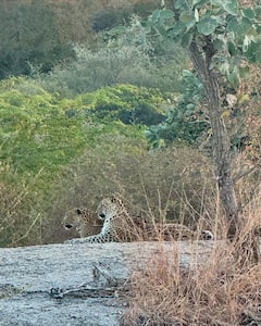 Katrina Kaif ने विक्की कौशल के साथ जंगल में सेलिब्रेट की तीसरी एनिवर्सरी, दिखाई सेलिब्रेशन की झलक