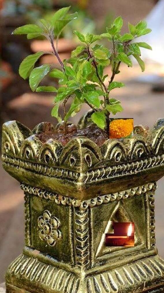 घरात एकापेक्षा जास्त तुळशीची रोपं लावणं अशुभ?
