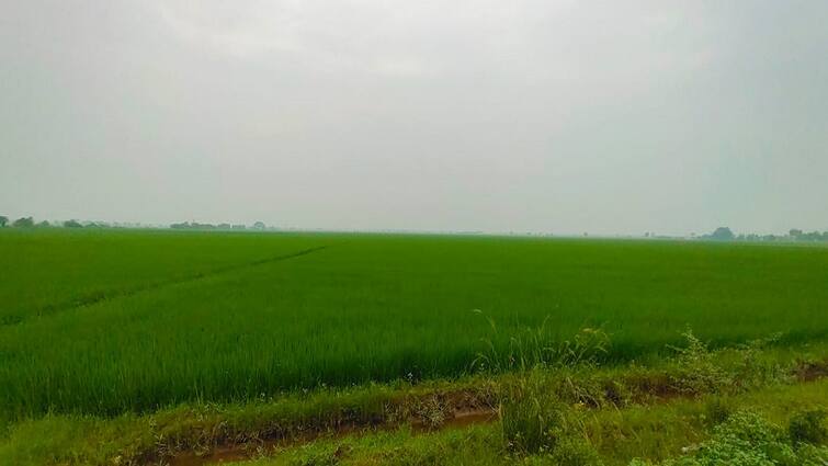 How to control insect infestation in rice crops tnn விவசாயிகள் கவனத்திற்கு... நெற்பயிரில் பூச்சி தாக்குதல்: கட்டுப்படுத்த என்ன செய்யலாம்?
