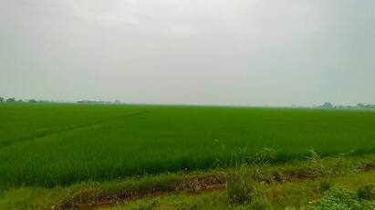 How to control insect infestation in rice crops tnn விவசாயிகள் கவனத்திற்கு... நெற்பயிரில் பூச்சி தாக்குதல்: கட்டுப்படுத்த என்ன செய்யலாம்?