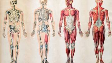 Human Body: மனித உடலில் இவ்வளவு ஆச்சரியங்களா? அதிக எடை கொண்ட உறுப்பு? ஆக்சிஜன் அதிகம் எங்கு பயன்படுகிறது?