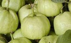 શિયાળામાં જામફળને કહેવામાં આવે છે સુપરફૂડ, ફાયદા જાણીને તમે પણ ચોંકી જશો