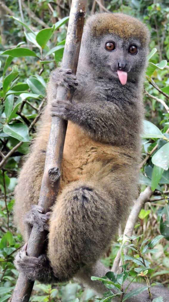 10 Rarest Animals On Earth You Probably Didn’t Know Existed